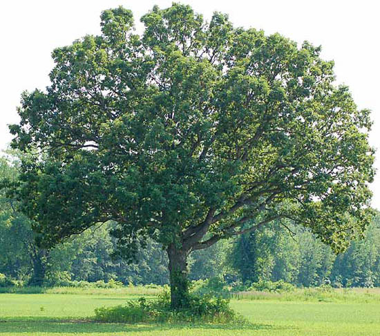 A American White Oak tree