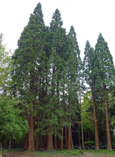 A European Redwood tree