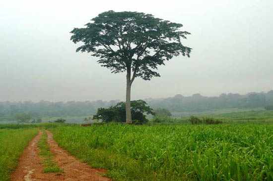 A Iroko tree