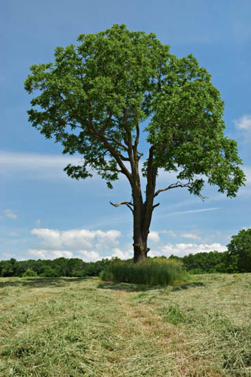 A American Black Walnut tree
