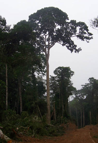A Sapele tree