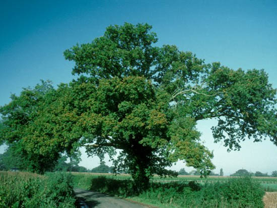 A European Oak tree