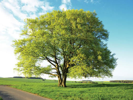 A Beech tree