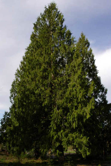 A Western Red Cedar tree